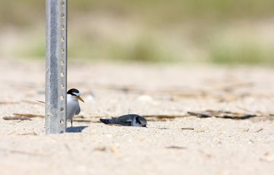 Least Tern adult with fledgling
