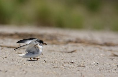 Least Tern (1st summer)