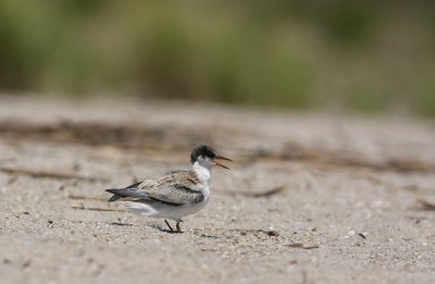 Least Tern (1st summer)