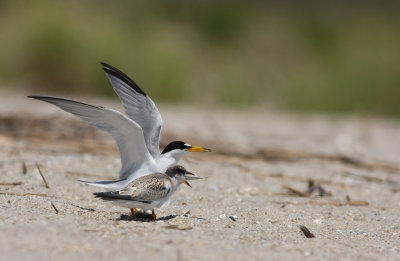 Least Tern (1st summer) and adult