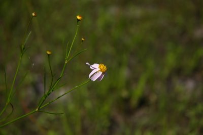 Coreopsis rosea- Rose Coreopsis (Pink Tickseed)