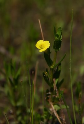 Gratiola aurea- Golden Hedge-hyssop