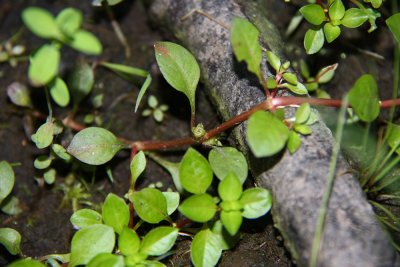 Ludwigia palustris- Marsh Seedbox