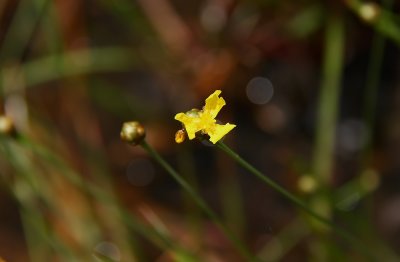 Xyris smalliana- Yellow Eyed Grass