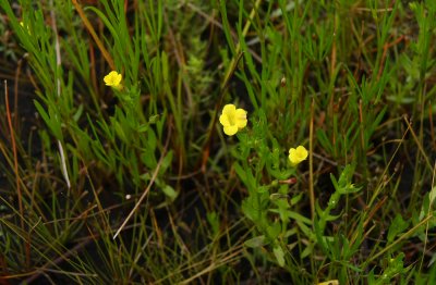 Gratiola aurea- Golden Hedge-hyssop