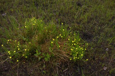 Gratiola aurea- Golden Hedge-hyssop