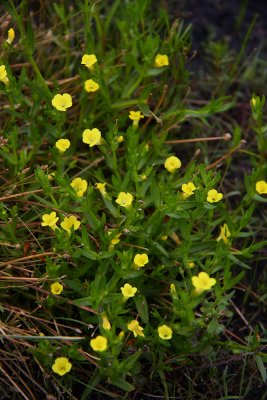 Gratiola aurea- Golden Hedge-hyssop