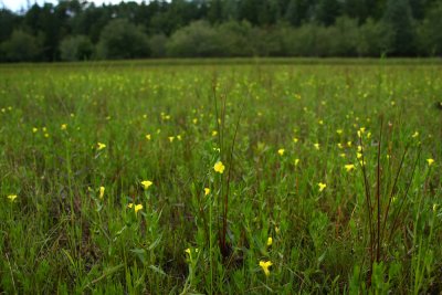 Gratiola aurea- Golden Hedge-hyssop