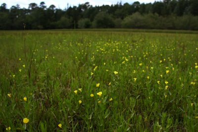Gratiola aurea- Golden Hedge-hyssop