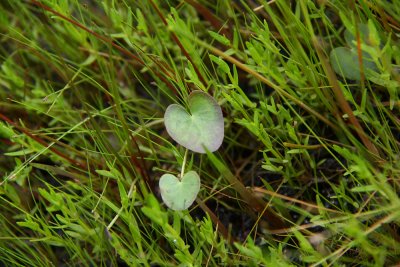 Nymphaeoides cordata- Floating Heart