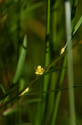 Ludwigia linearis- Narrow-leaf Primrose-Willow