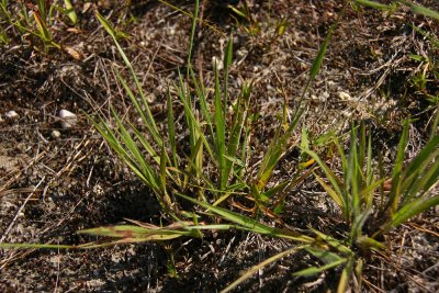 Amphicarpum purshii- Pursh's Peanut Grass