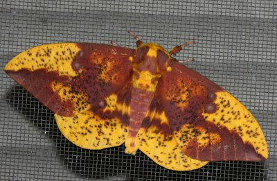 Imperial Moth