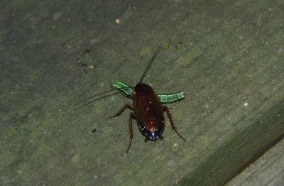Wood roach eating a caterpillar!:p