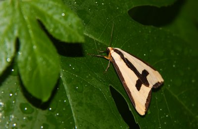 Clymene Moth