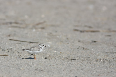 Piping Plover