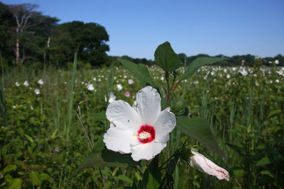 Hibiscus palustris- Swamp Rose Mallow