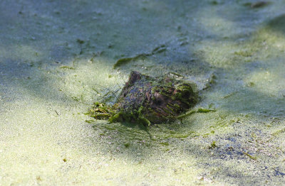 Muddy Muskrat!