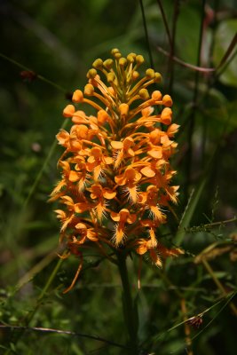 Platanthera ciliaris- Orange Fringed Orchid