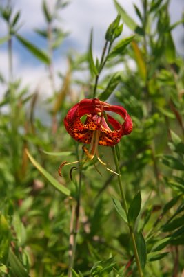 Lilium superbum- Turk's Cap Lily