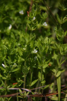 Gratiola pilosa- Shaggy Hedge-hyssop