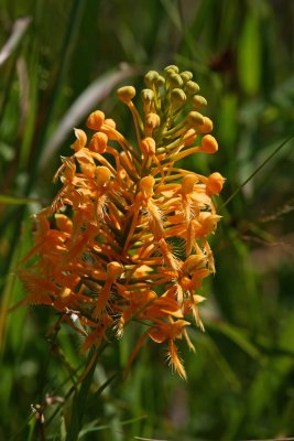 Platanthera ciliaris- Orange Fringed Orchid