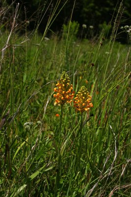 Platanthera ciliaris- Orange Fringed Orchid