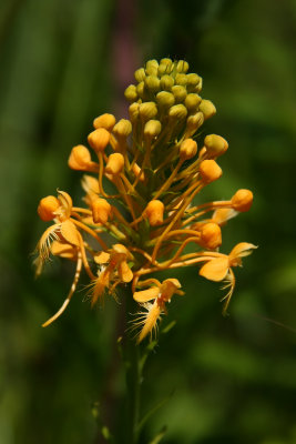 Platanthera ciliaris- Orange Fringed Orchid