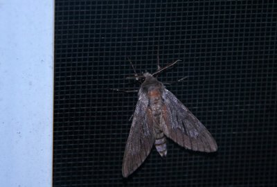 Unidentified Sphinx Moth