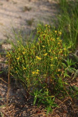 Hypericum gentianoides- Orange Grass