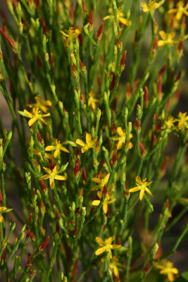 Hypericum gentianoides- Orange Grass