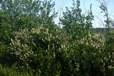 Clethra alnifolia- Sweet Pepperbush