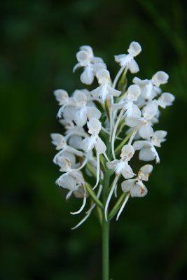 Platanthera blephariglottis- White Fringed Orchid