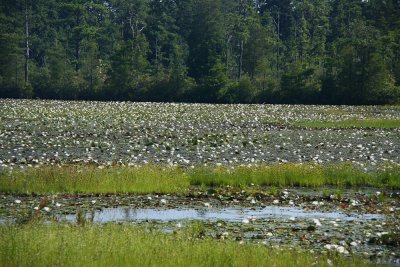 Bog with White Waterlilies