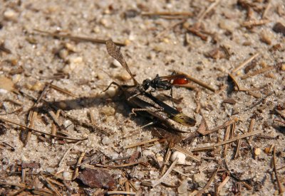 Wasp attacking a grasshopper