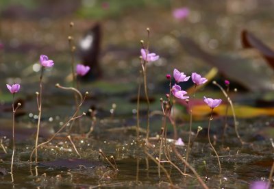 Utricularia purpurea- Purple Bladderwort