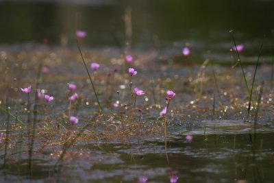 Utricularia purpurea- Purple Bladderwort