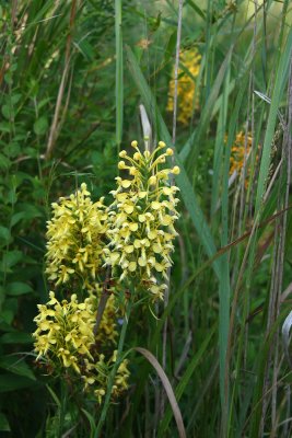 Platanthera x bicolor- Bicolor Fringed Orchid