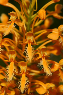 Platanthera ciliaris- Orange Fringed Orchid