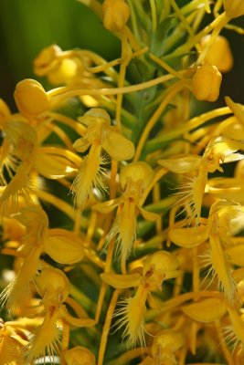 Platanthera x bicolor- Bicolor Fringed Orchid