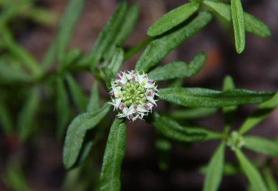 Polygala cruciata- Whorled Milkwort