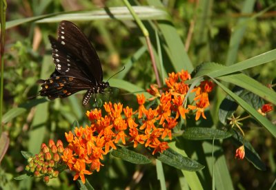 Spicebush Swallowtail on Asclepias tuberosa (Butterfly Weed)