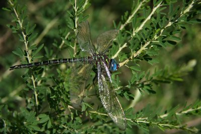 Swamp Darner