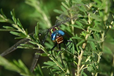 Swamp Darner