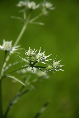 Eryngium aquaticum- Marsh Rattlesnake Master