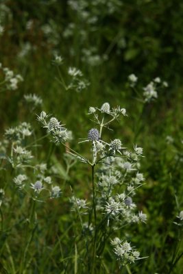 Eryngium aquaticum- Marsh Rattlesnake Master