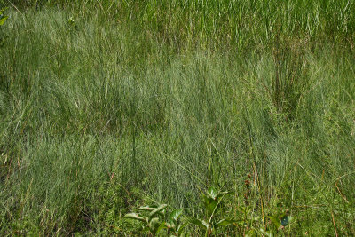 Muhlenbergia torreyana (Pine Barrens Smokegrass)