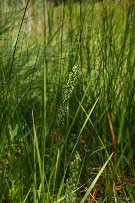 Glyceria obtusa- Atlantic Manna Grass