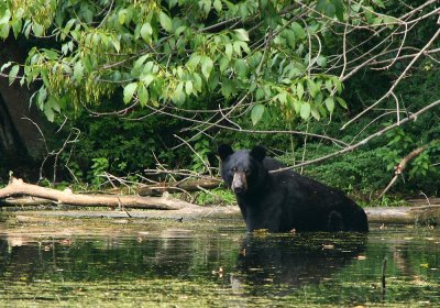 Black Bear