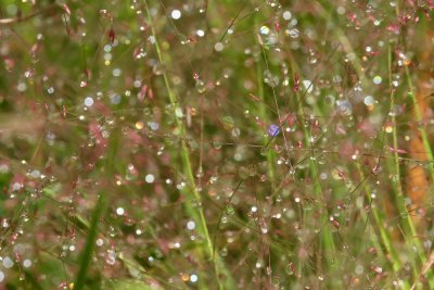 Water droplets on Purple Love Grass (Eragrostis spectabilis)